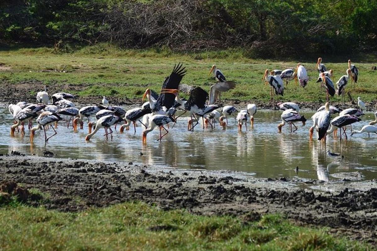 uno stormo di uccelli in piedi nell'acqua