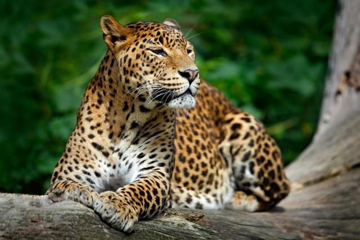 ein Leopard, der auf einem Ast sitzt