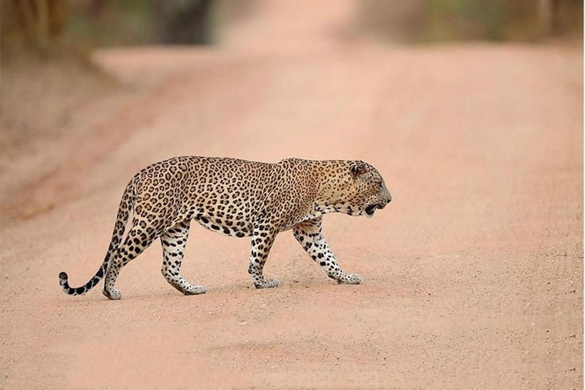 un leopardo che cammina attraverso una strada sterrata