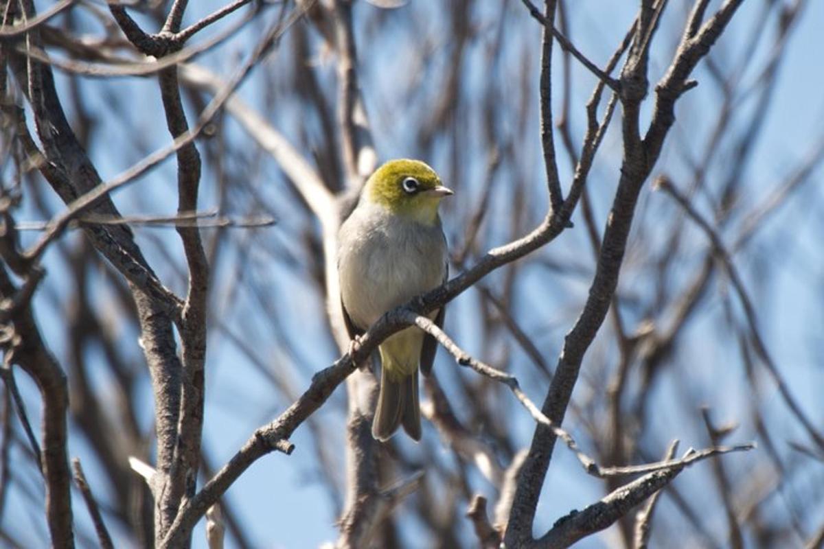un ocell groc posat en una branca d'arbre