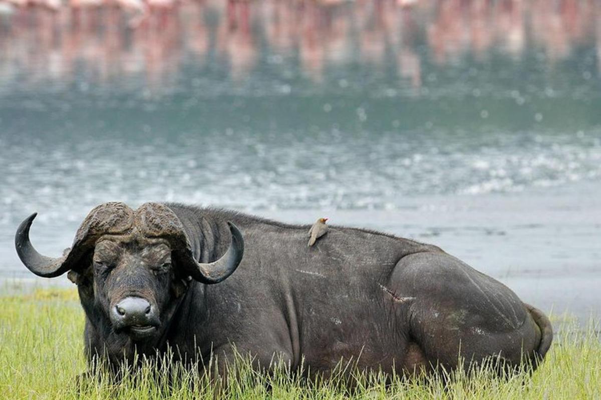 un uccello seduto sul dorso di un toro