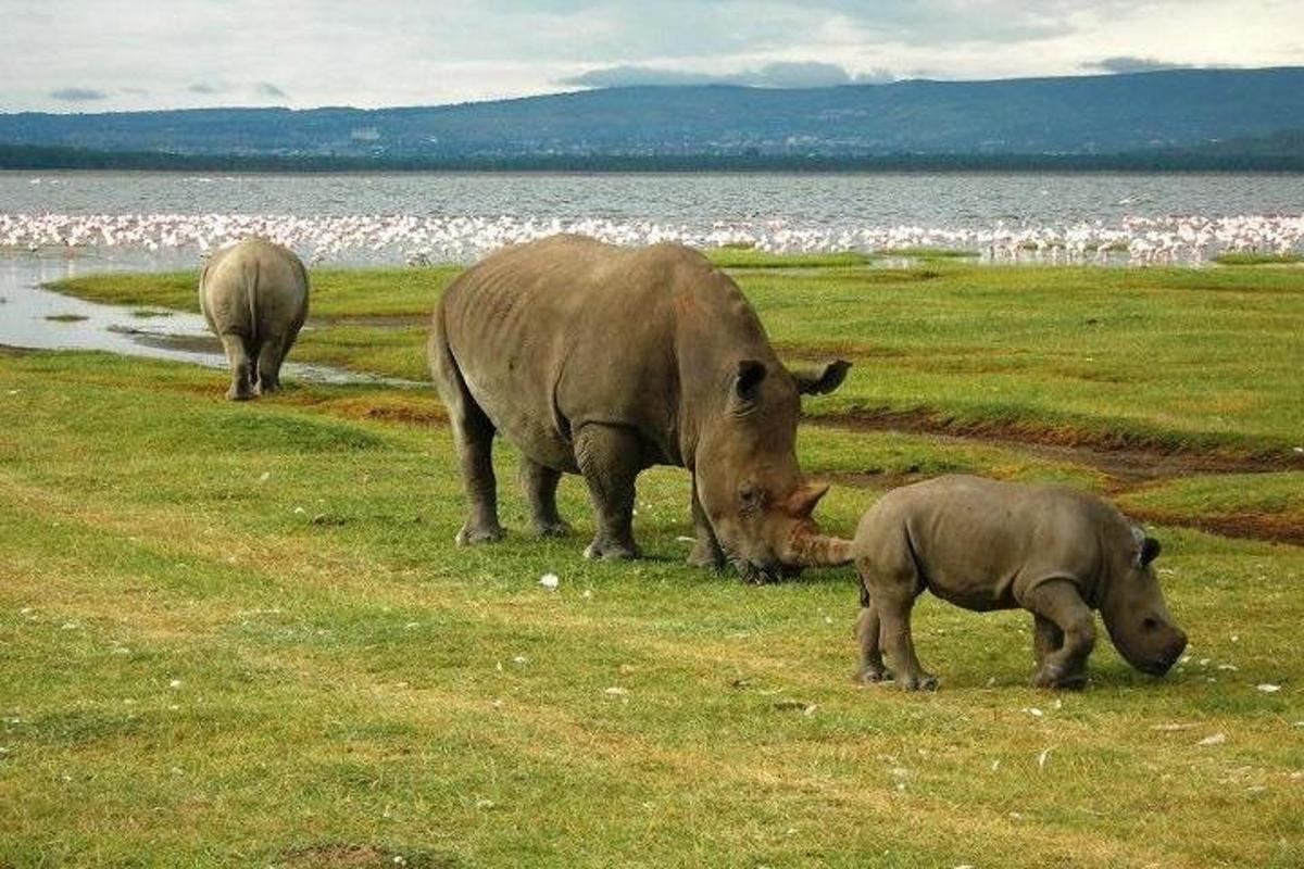 un rinoceronte e un cucciolo di rinoceronte che pascolano in un campo
