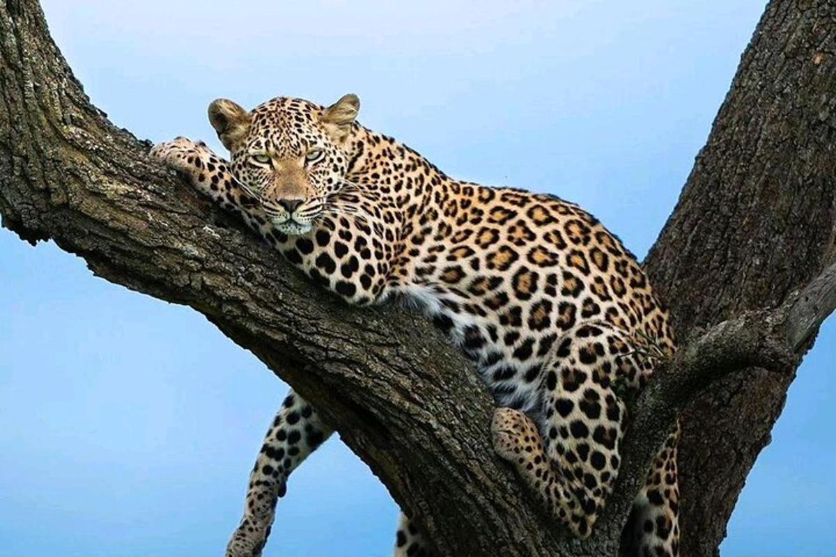un leopardo è sdraiato su un ramo di un albero