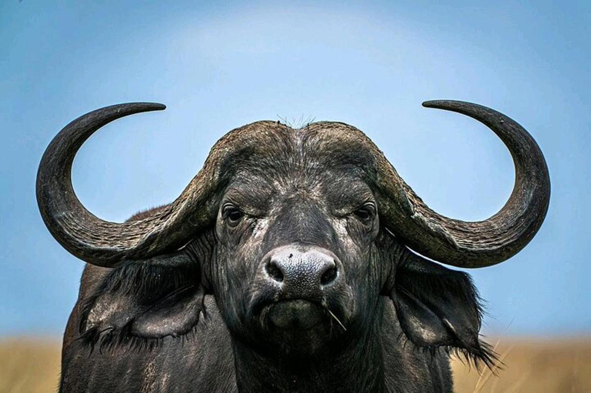 un toro con lunghe corna guarda la telecamera