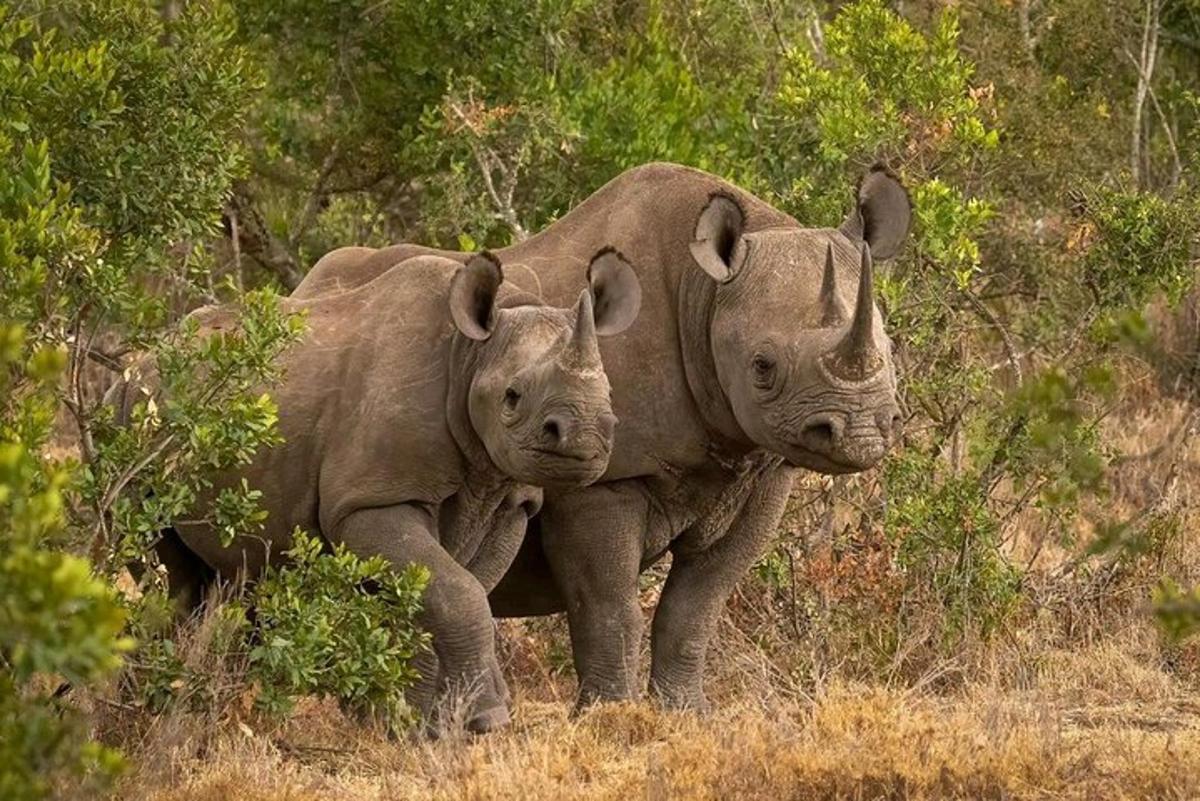 una coppia di rinoceronti in piedi in un campo