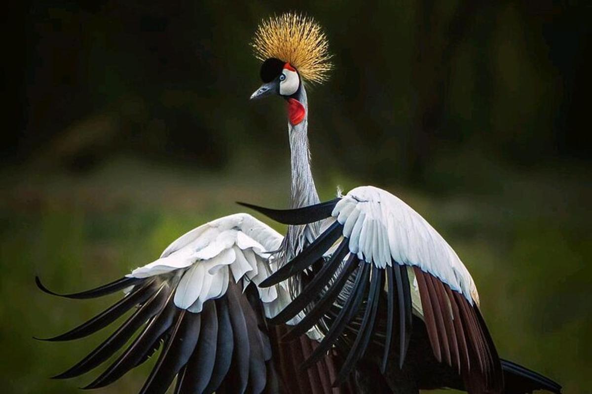 un uccello con le ali spiegate