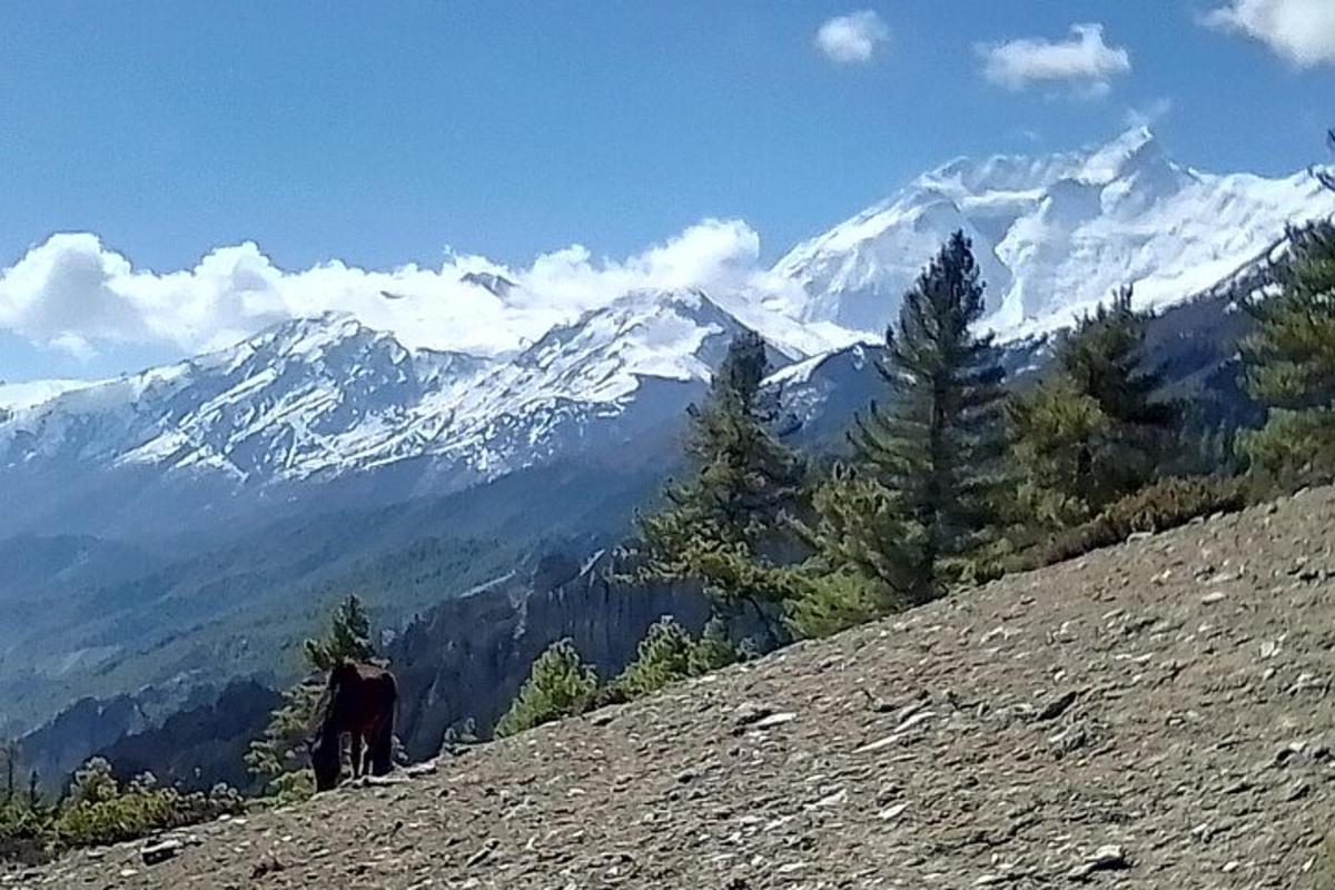 un cavall dret al vessant d'una muntanya