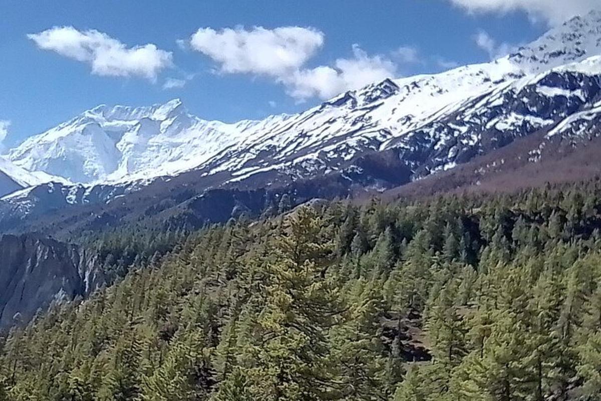 una muntanya coberta de neu amb arbres en primer pla