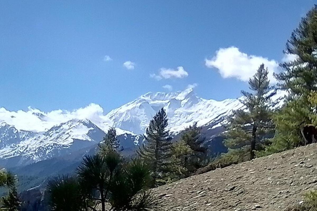 una vista d'una muntanya coberta de neu amb arbres