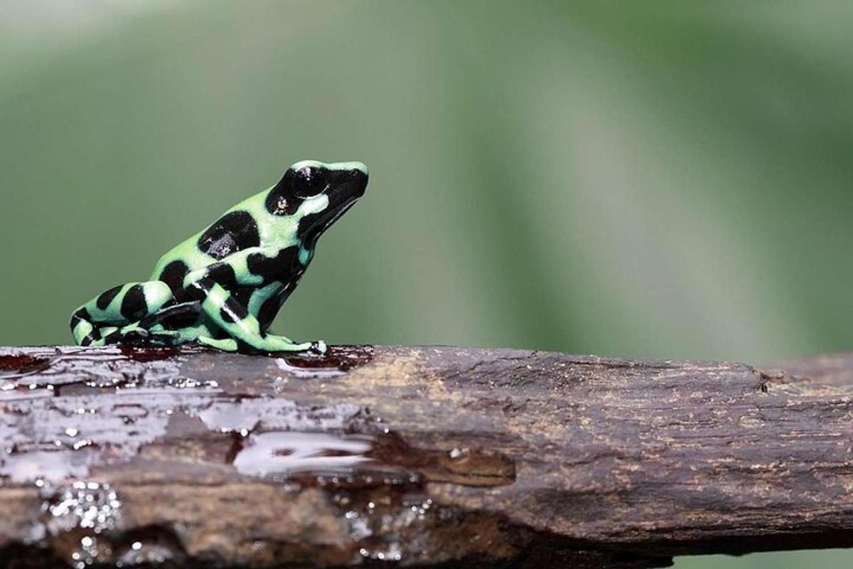 seekor katak duduk di atas dahan