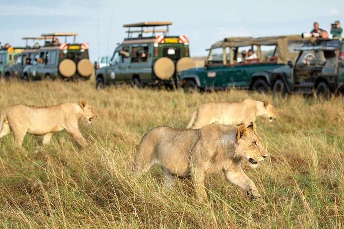 a group of lions walking in a field with cars