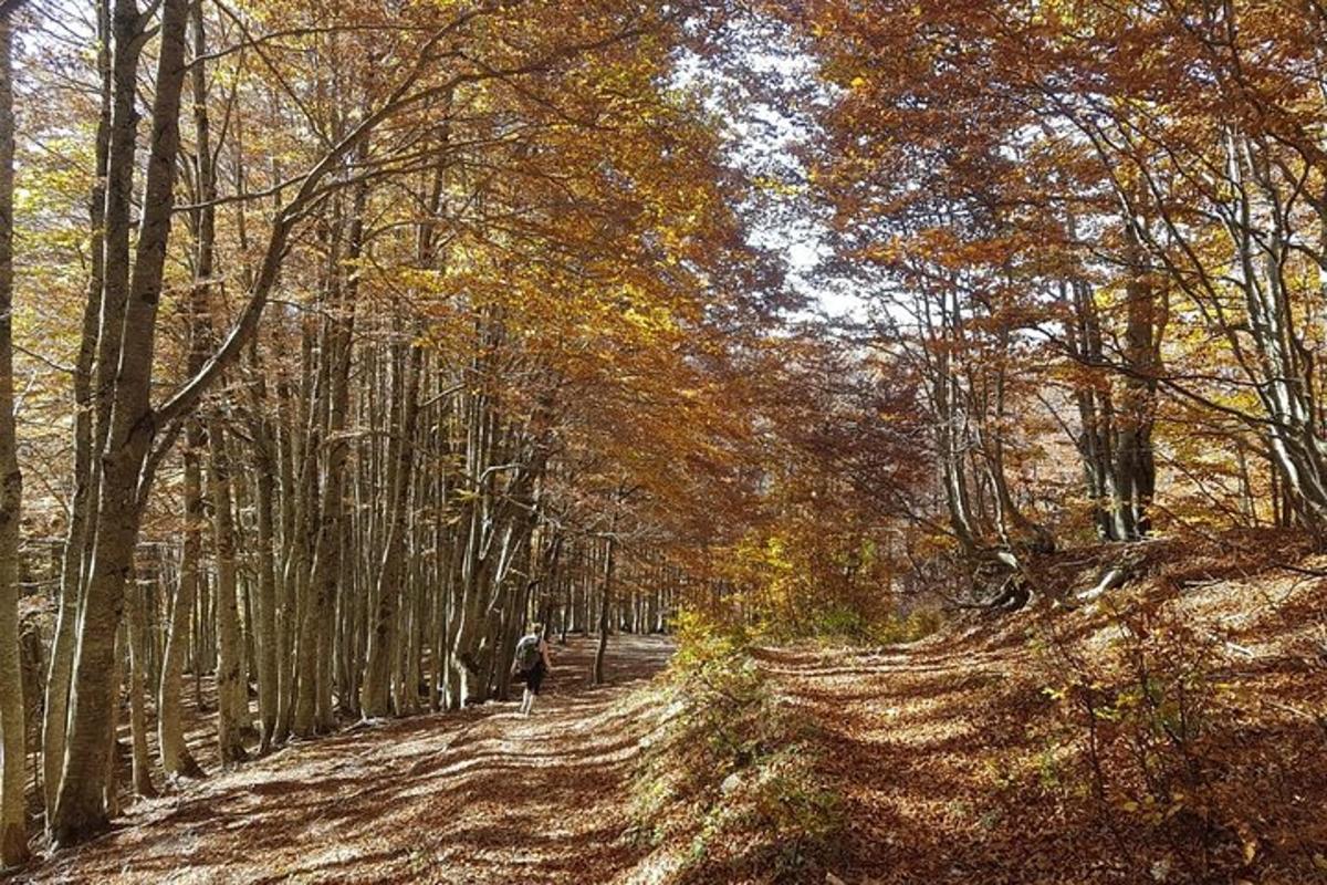 una persona caminant per un camí de terra al bosc