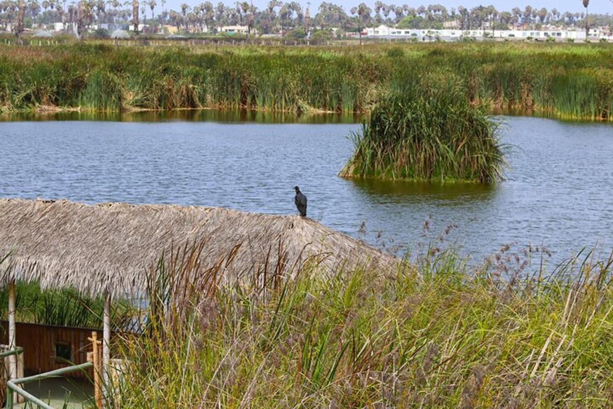 un uccello seduto sul bordo di un lago
