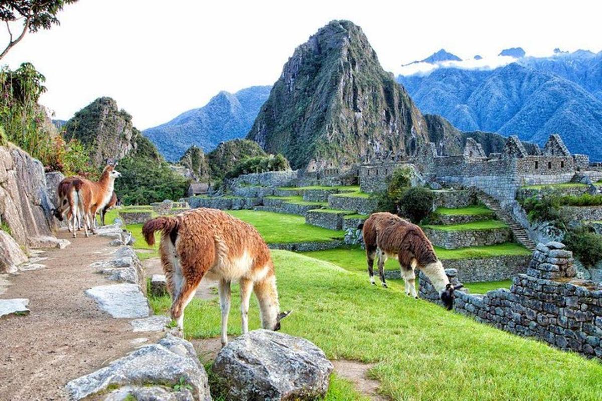 um grupo de animais pastando na grama com montanhas ao fundo