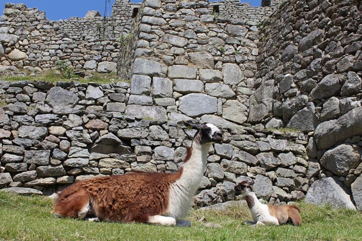 due animali in piedi accanto a un muro di pietra