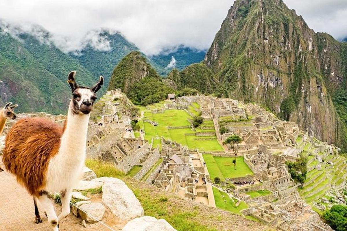un lama in piedi sulla cima di una montagna