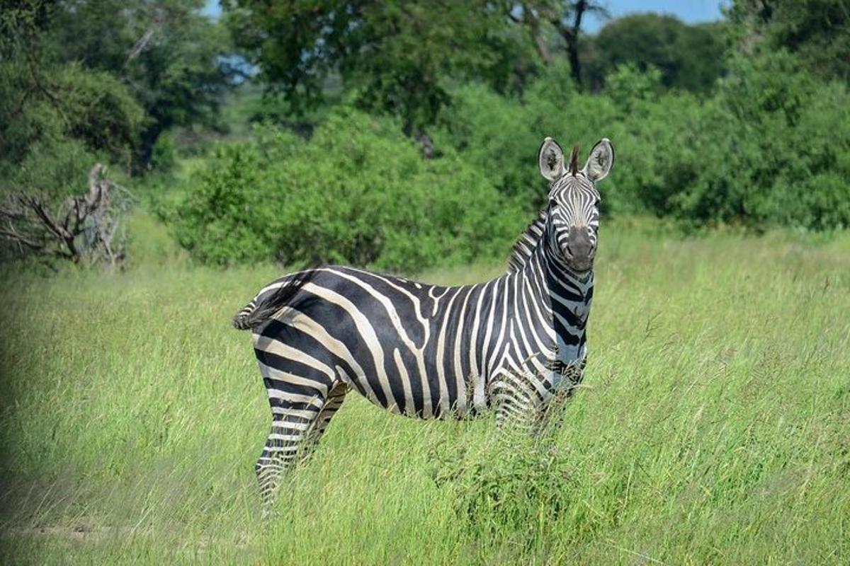 zebra stojící v poli vysoké trávy
