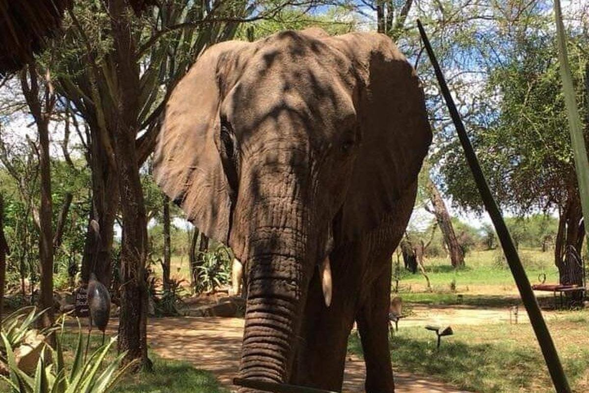 un elefant stând lângă copaci într-un câmp