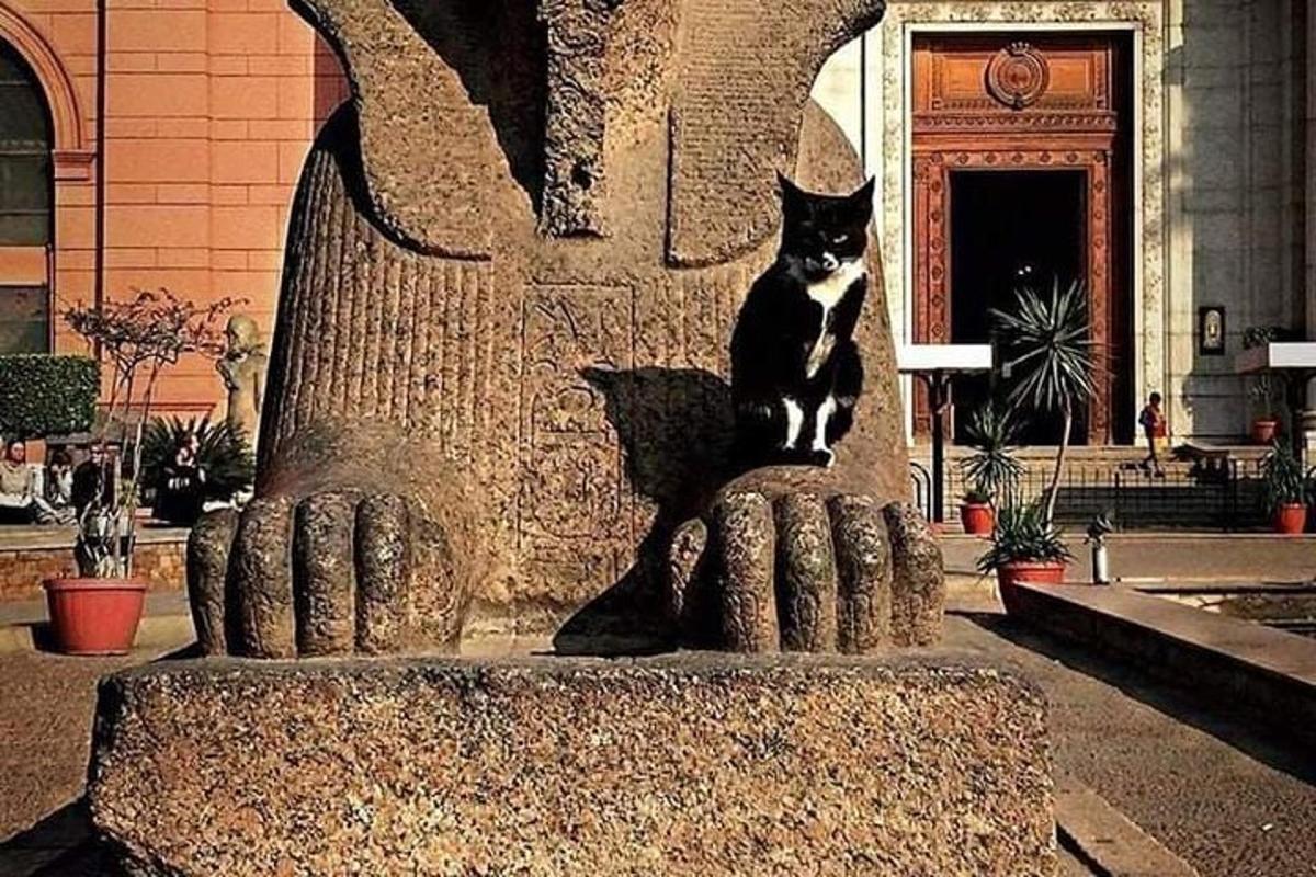 um gato preto e branco sentado no topo de uma estátua