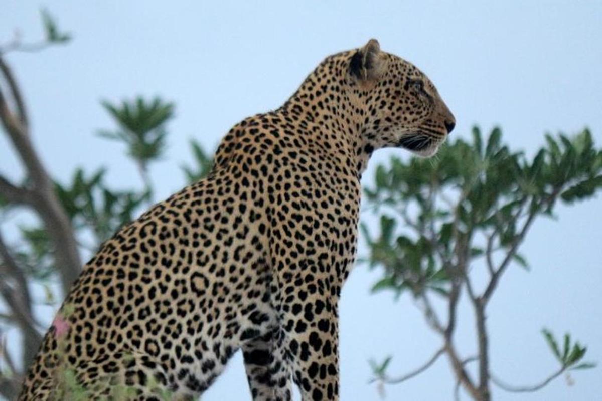 en leopard som står foran et tre