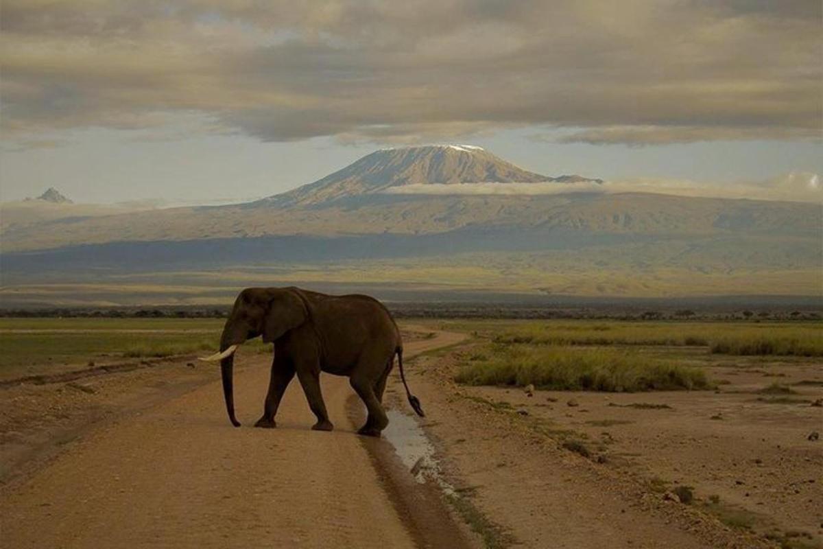 seekor gajah berjalan di jalan tanah dengan gunung di latar belakang