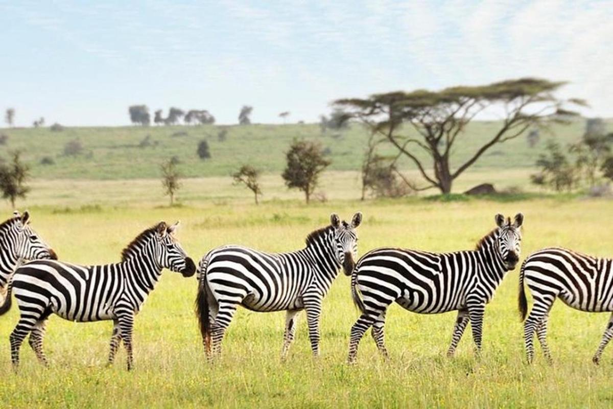 una mandria di zebre che cammina in un campo