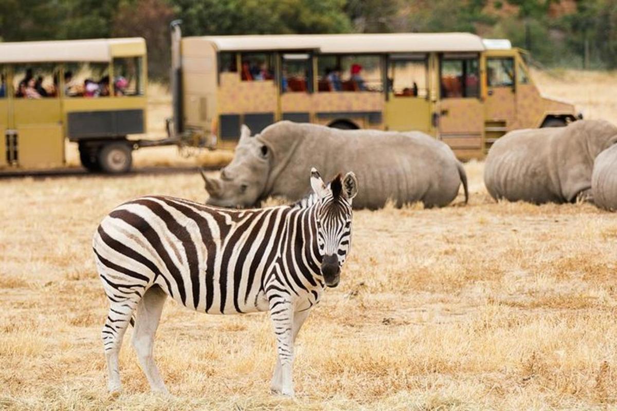 una zebra in piedi in un campo con altri animali