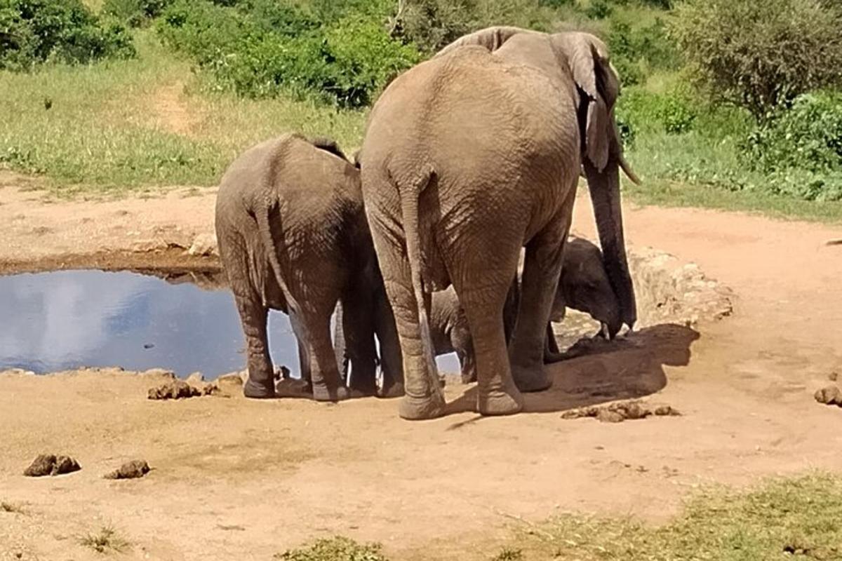 due elefanti in piedi accanto a una pozza d'acqua