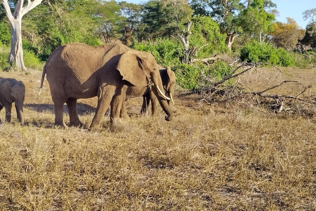 due elefanti adulti e un cucciolo di elefante che camminano in un campo