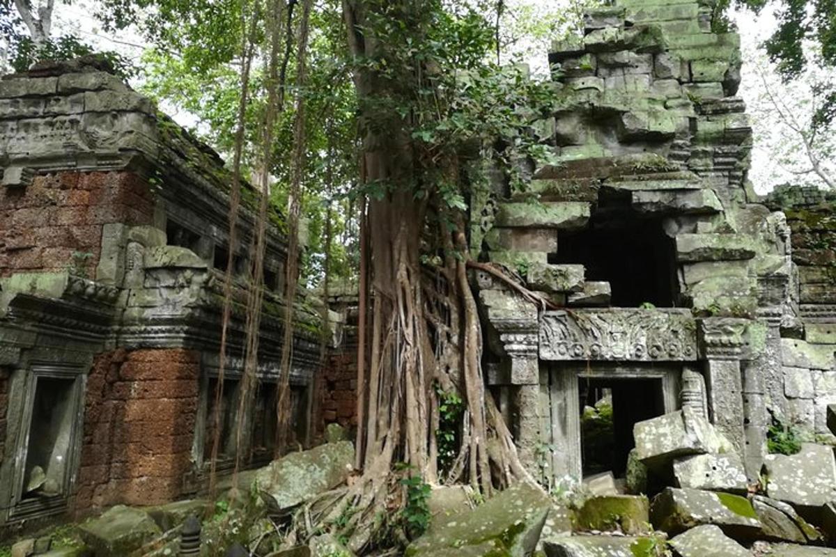 un vecchio edificio da cui cresce un albero