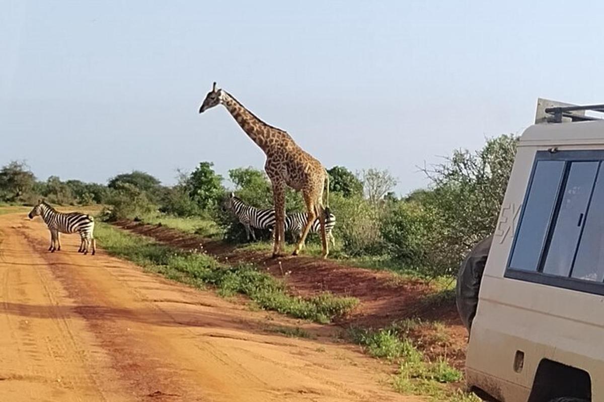 isang giraffe at zebra sa gilid ng isang maruming kalsada
