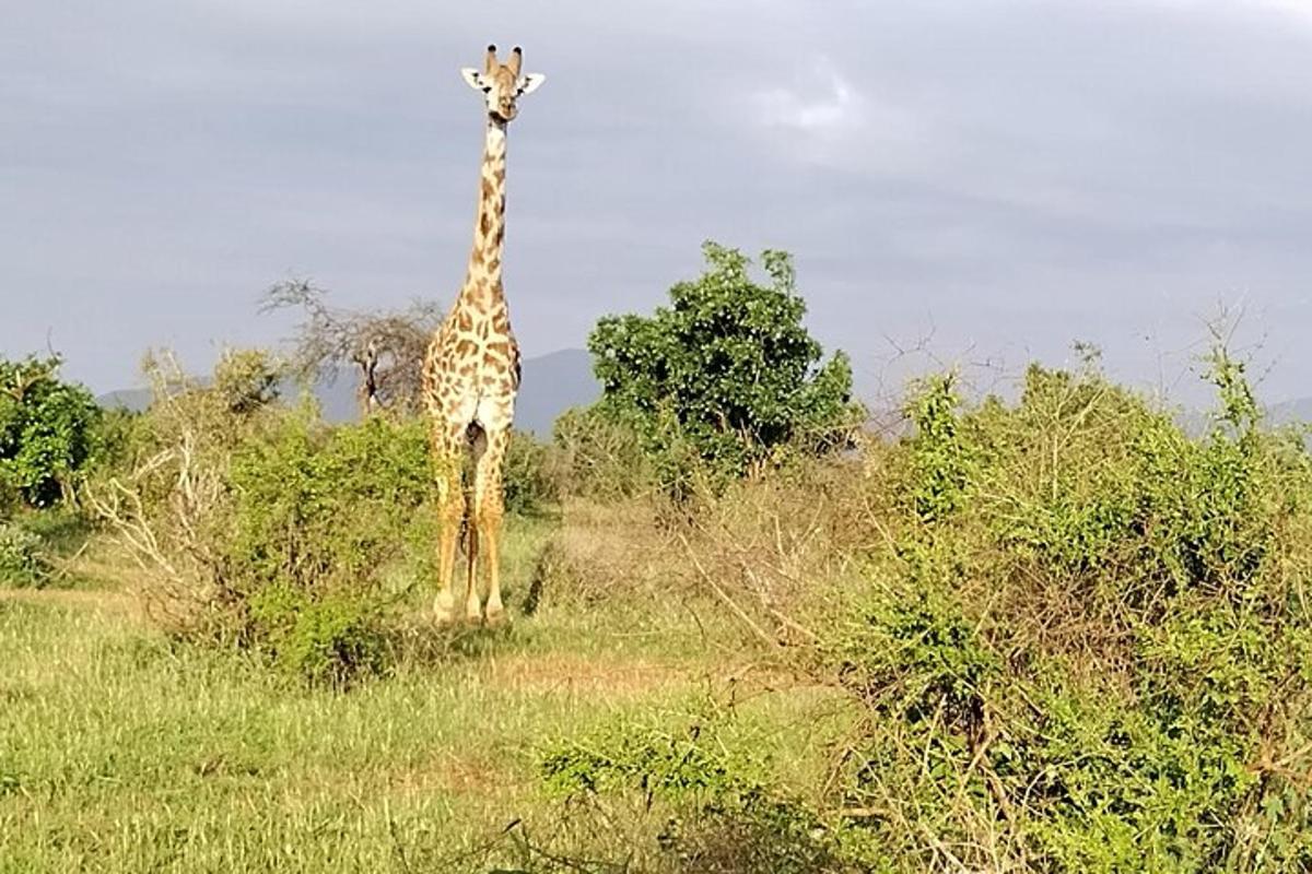 una giraffa in piedi in mezzo a un campo