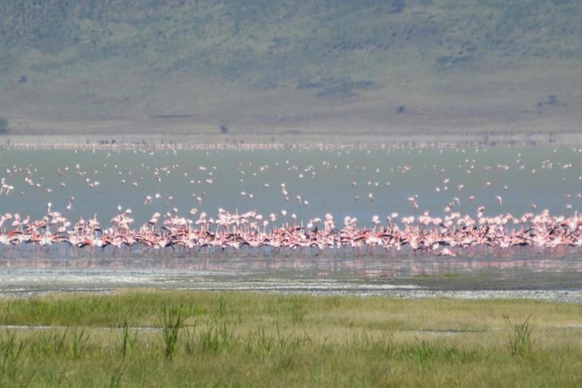 egy nagy rózsaszín flamingócsapat a vízben