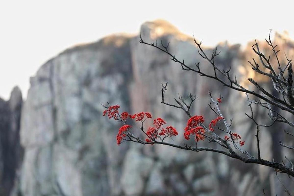 a tree with red flowers in front of a mountain