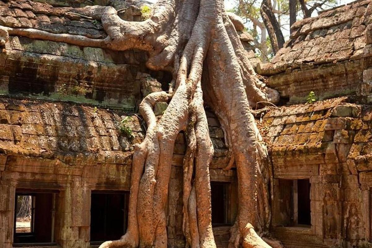 pohon yang tumbuh di sisi gedung