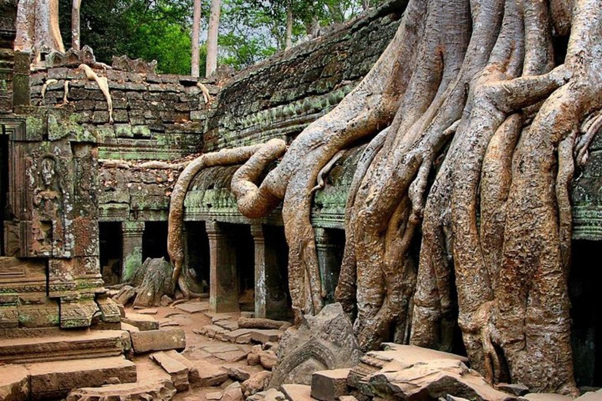 ein Baum, der an der Seite eines Gebäudes wächst