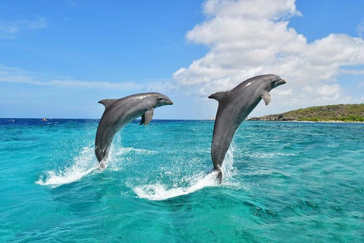 hai con cá heo nhảy ra khỏi mặt nước ở đại dương