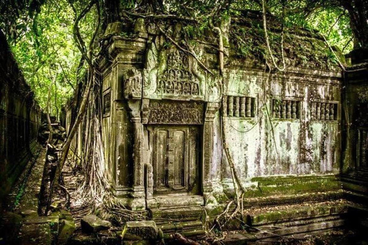 un vecchio edificio con un albero che cresce intorno