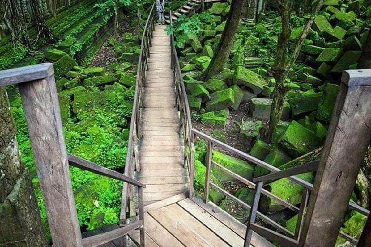 un sentiero di legno in mezzo a una foresta