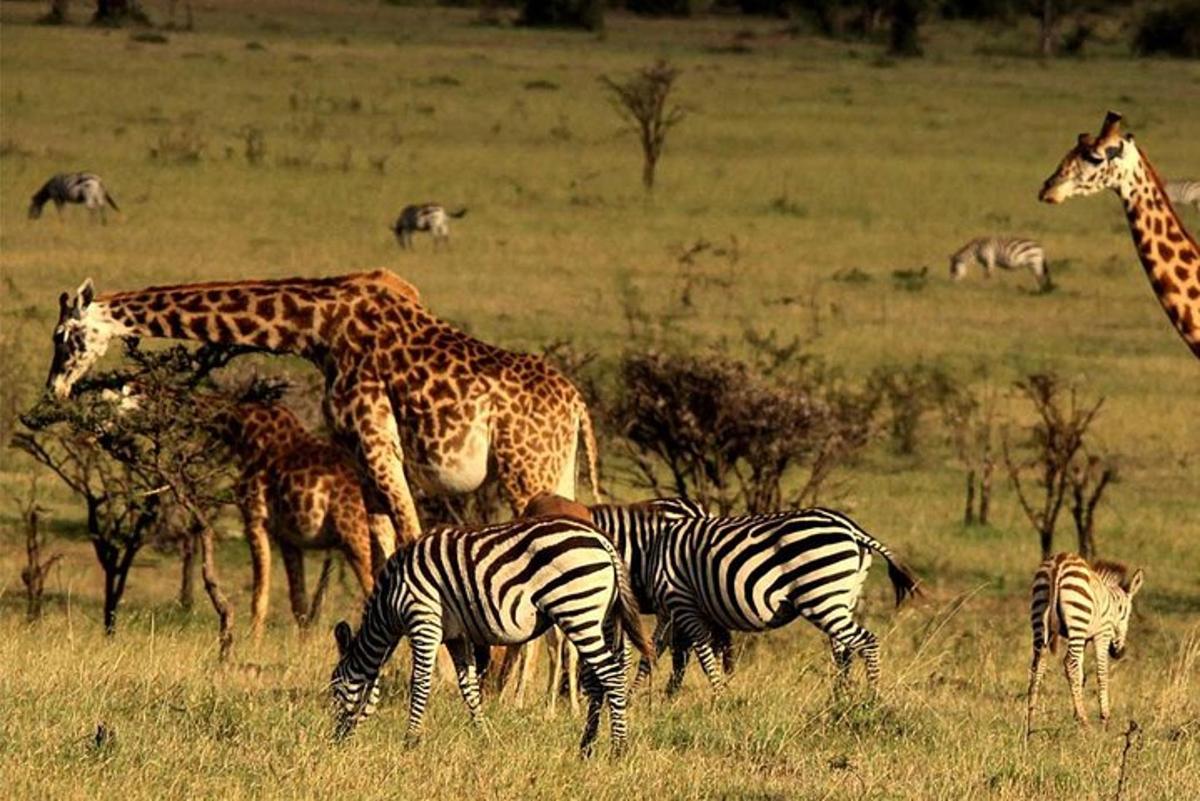 egy csoport zsiráf és zebra egy mezőn