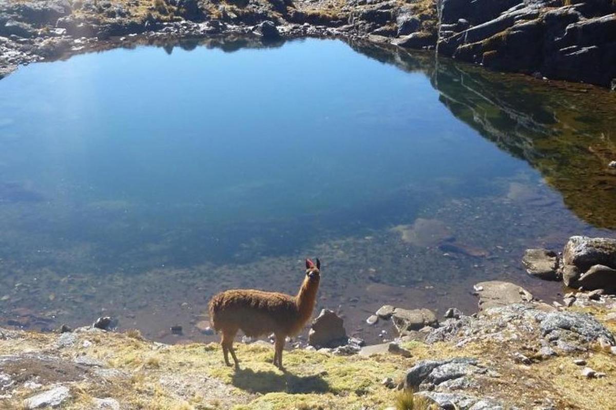lama stojící na úbočí hory poblíž jezera