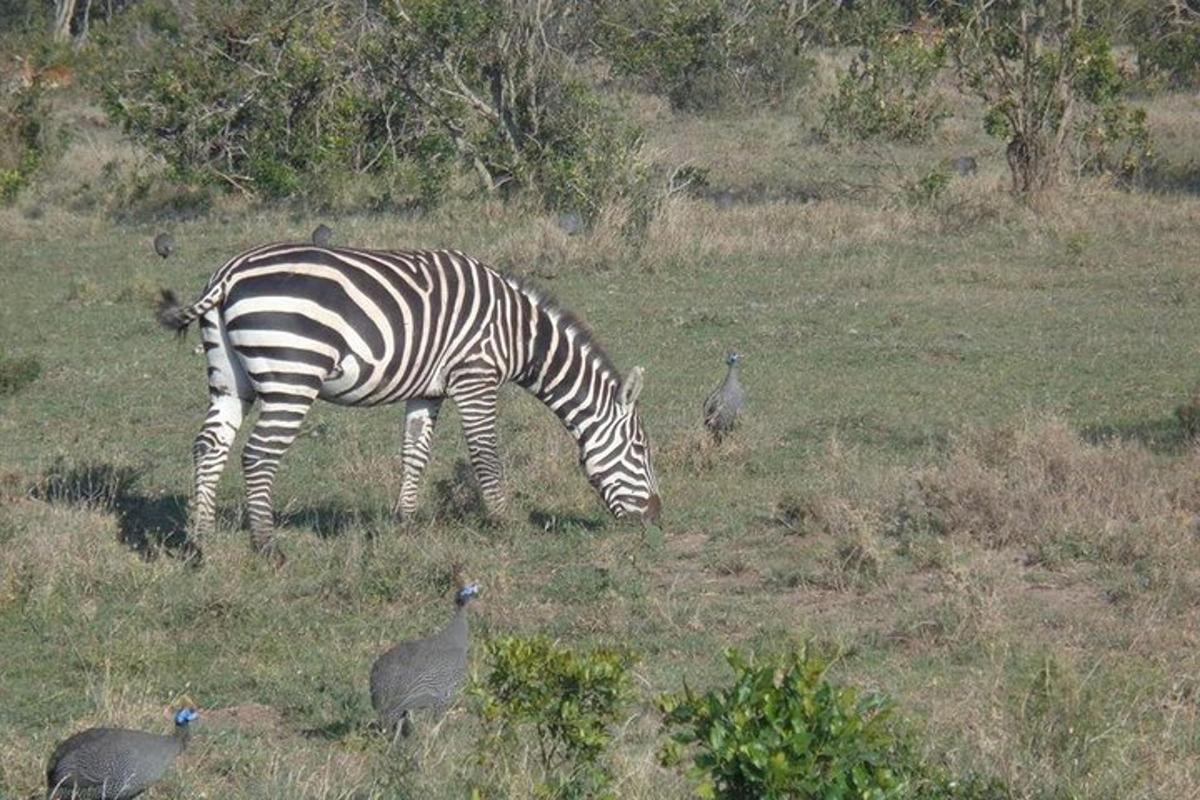 egy zebra legelészik egy mezőn néhány madár mellett