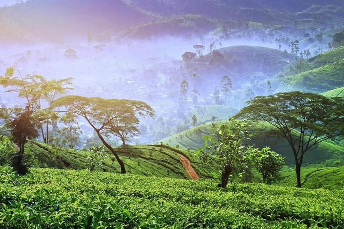 a view of a green hillside with trees on it