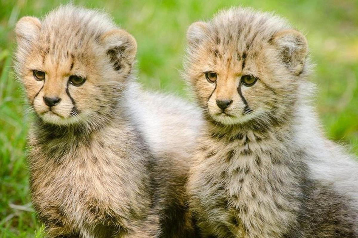 due gattini sono seduti sull'erba