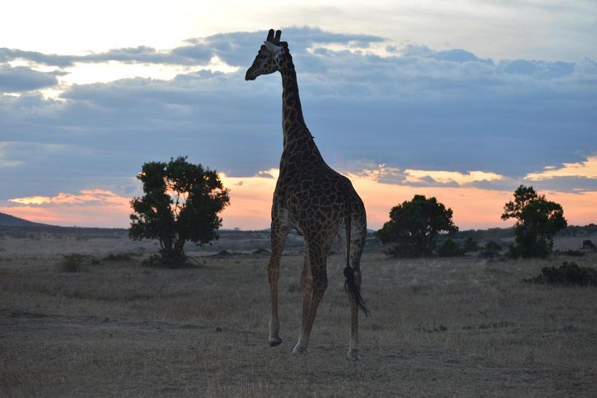 una giraffa in piedi in mezzo a un campo