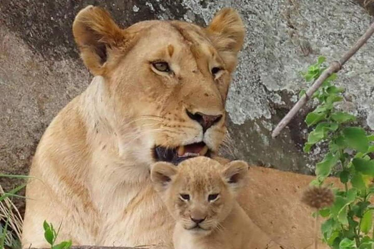 Una madre leona y un bebé león acostados