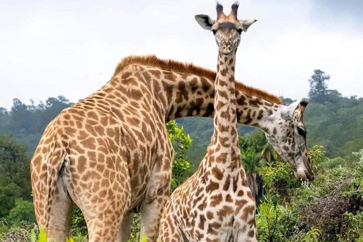 Dos jirafas paradas una al lado de la otra en un campo