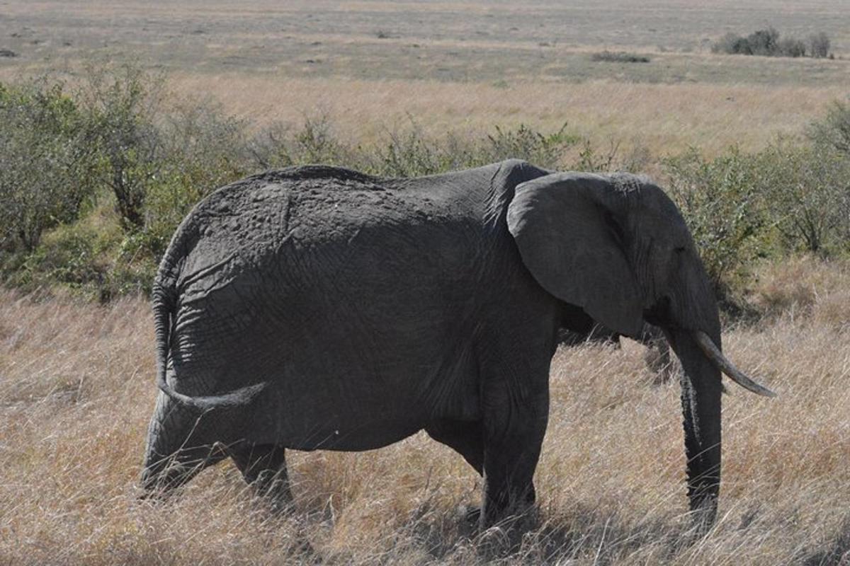 un elefante in piedi in un campo di erba alta