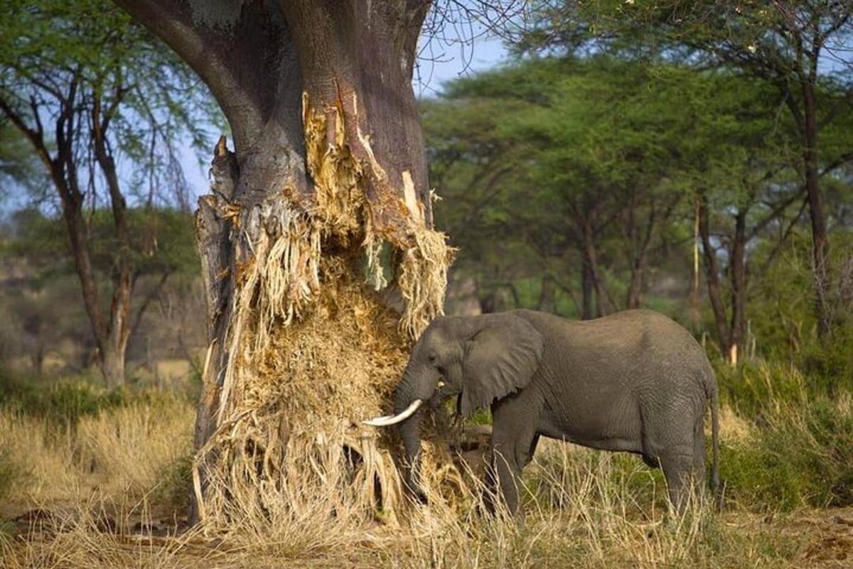 un elefante parado junto a un árbol