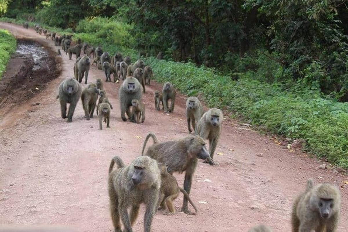 una manada de monos caminando por un camino de tierra
